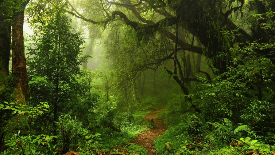 Amazing Wonderful Green Forest