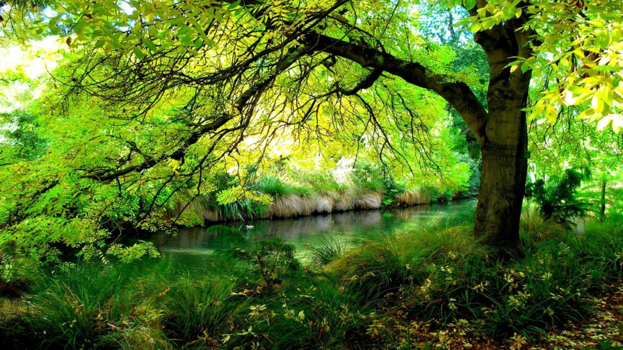 Beautiful Green Forest and River
