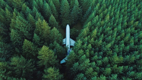 Abandoned Aircraft in Green Pine Forest