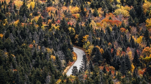 Aerial Beautiful Road in Autumn Forest