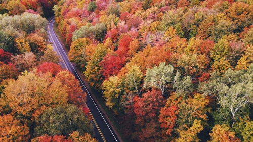Aerial View Beautiful Red and Yellow Fall Trees