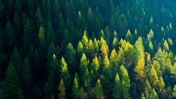 Aerial View of Green Forest