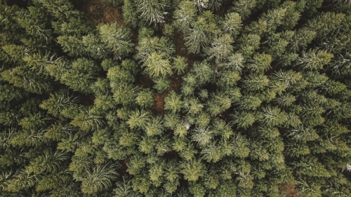 Aerial View on Green Spruce Forest