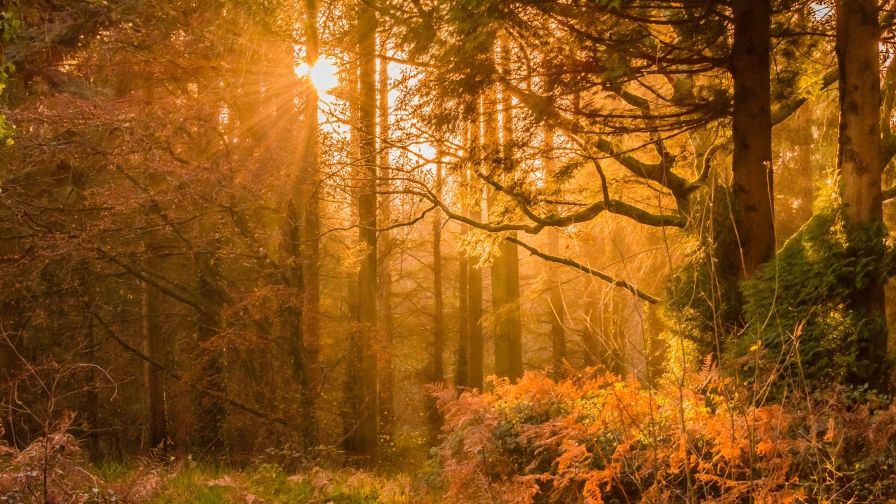 Amazing Autumn Forest and Sunlight