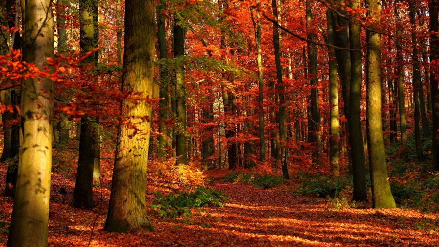 Amazing beautiful autumn forest