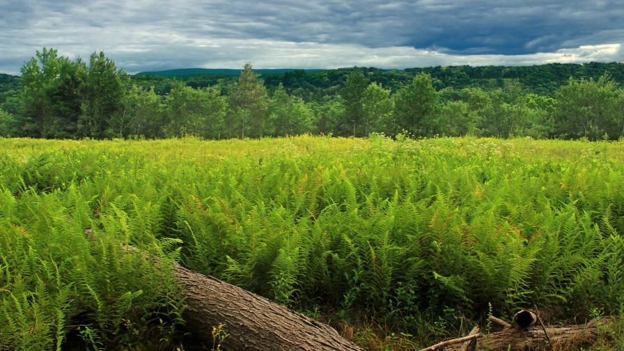 Amazing beautiful green fern valley