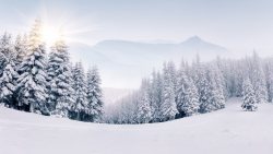 Amazing Beautiful Snowy Pine Forest