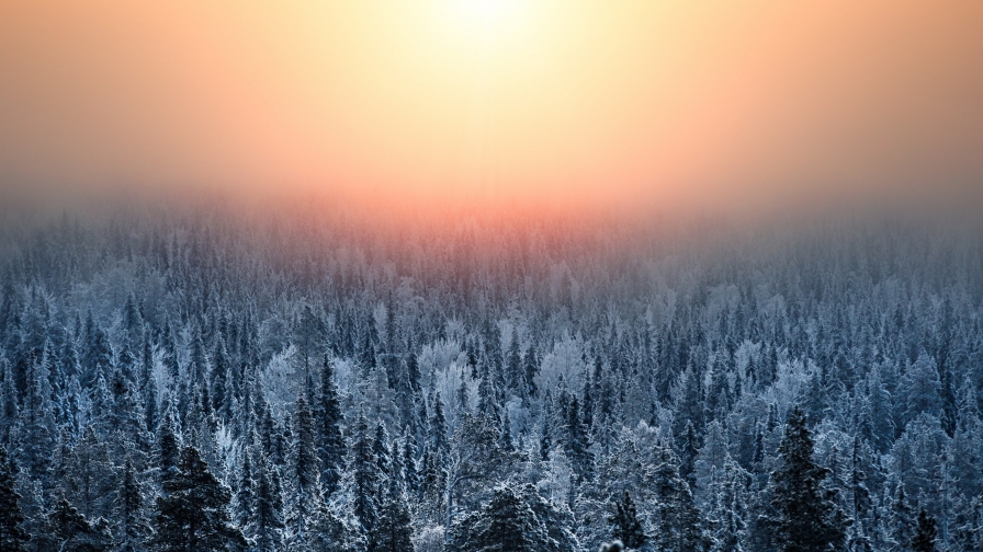 Amazing Beautiful Winter Forest and Sunlight