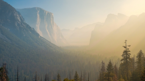 Amazing foggy forest in mountain valley