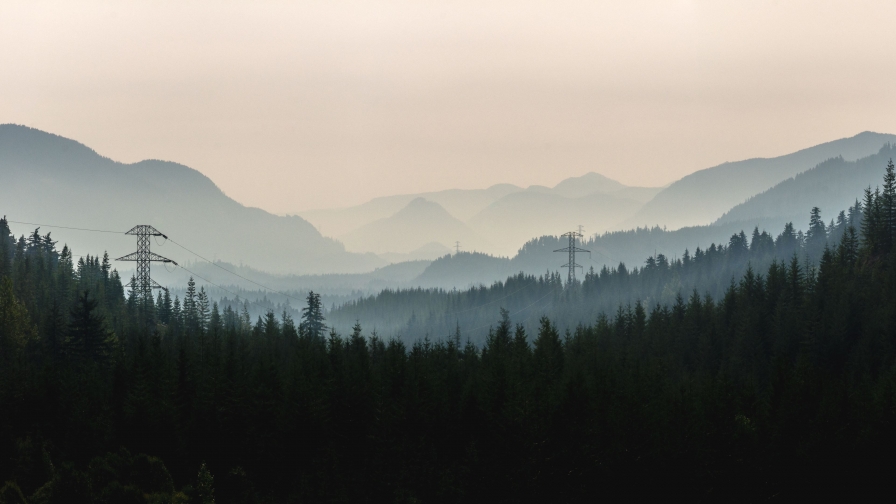 Amazing Foggy Forest