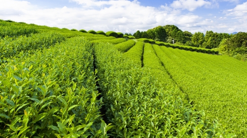 Amazing green tea valley