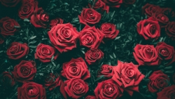 Amazing many beautiful red roses