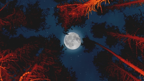 Amazing Moonlight in Red Forest