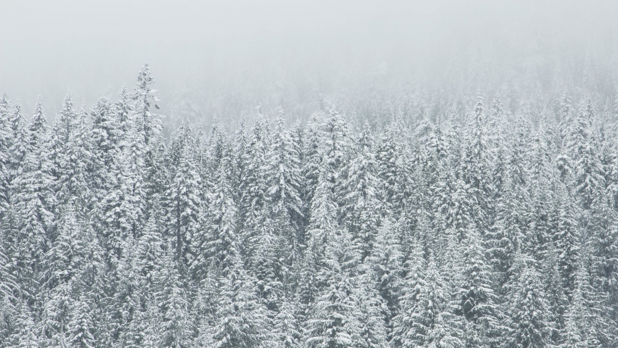 Amazing Winter Forest