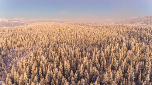 Amazing Winter Snow Covered Forest