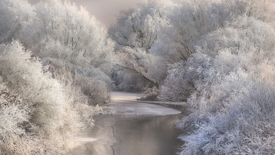 Amazing Wonderful Forest and River