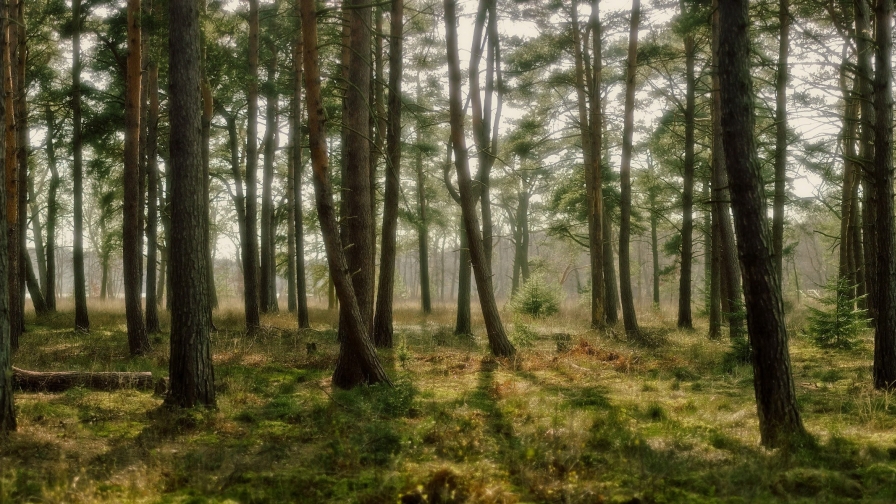 Amazing Wonderful Old Pine Forest