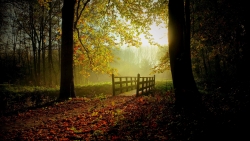 Autumn Dark Forest with Morning Sunlight and Old Wood Bridge