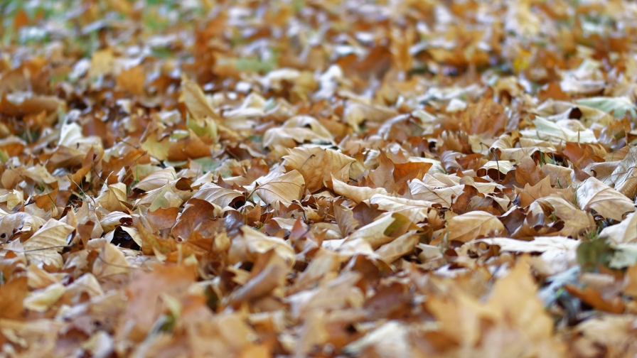 Autumn Dried Leaves Ground