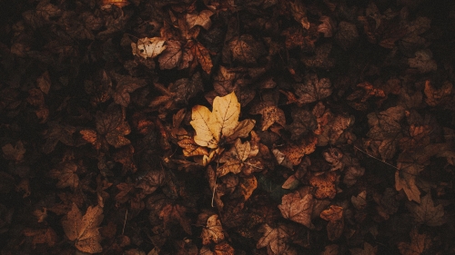 Autumn Fallen Leaves on Ground