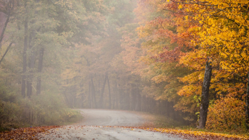 Autumn Forest Fog and Road