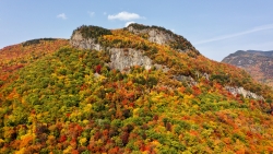 Autumn Forest on Mountain
