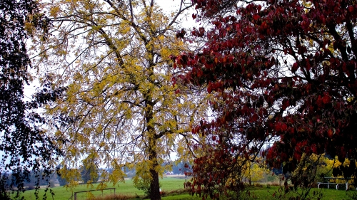 Autumn forest yellow and red leaves