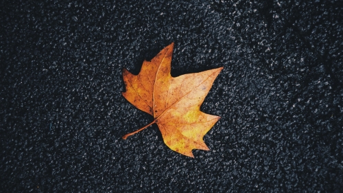 Autumn Maple Leaf on Surface