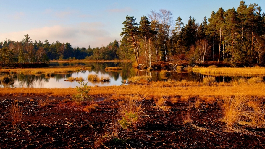 Autumn Pine Forest and River with Reflection