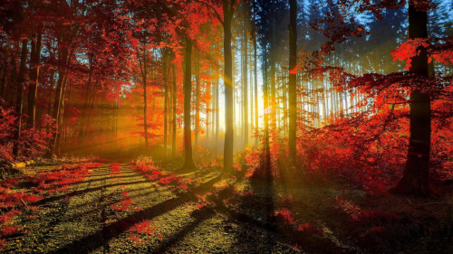 Autumn Red Forest with Sunbeams