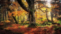 Autumn Trees in Forest in Daytime