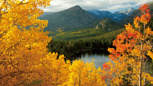 Autumn Trees in Pine Forest