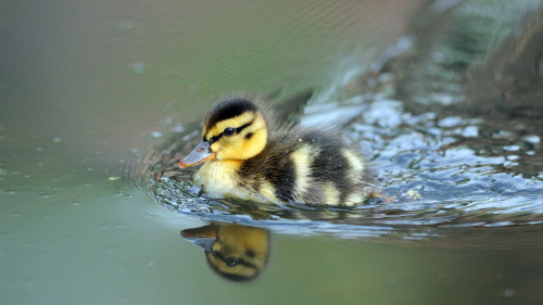 Baby Duck on Water and Reflection