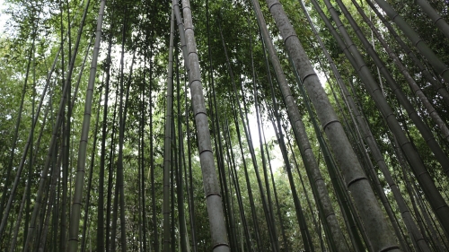 Bamboo Forest and Sunlight