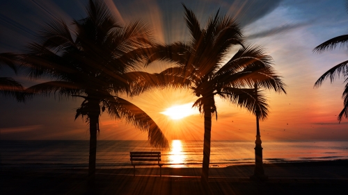 Beach Sunset Benches of Palms