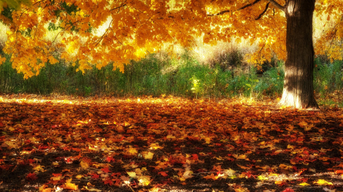 Beautiful Autumn Carpet