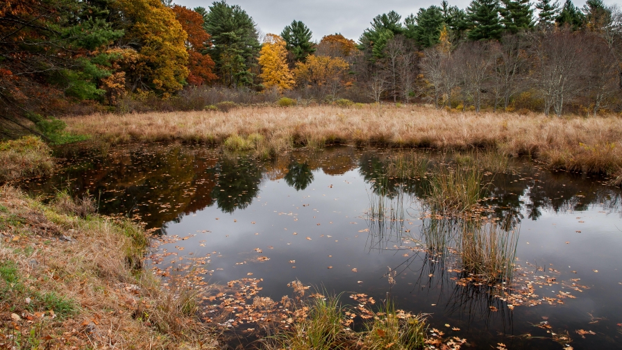 Beautiful Autumn Forest and Lake with Reflection