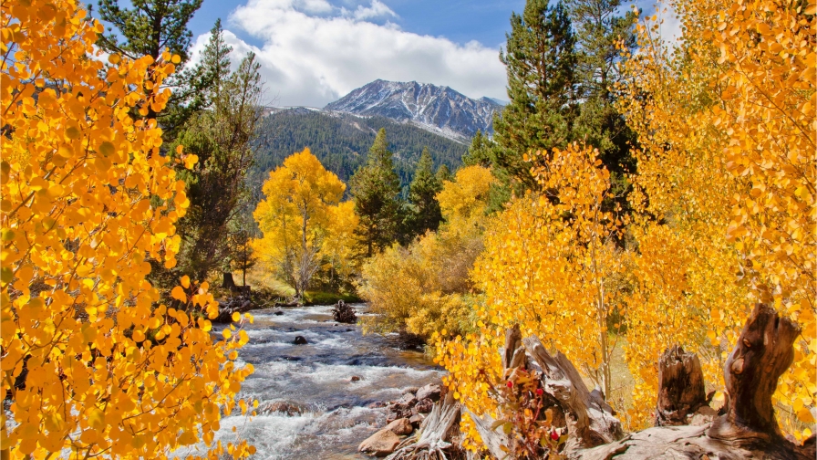 Beautiful Autumn Forest and River in Valley