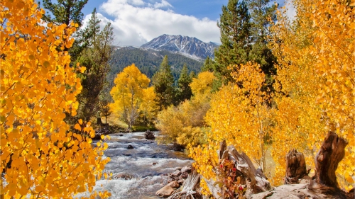 Beautiful Autumn Forest and River in Valley