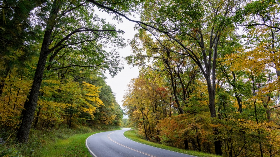 Beautiful Autumn Forest and Road