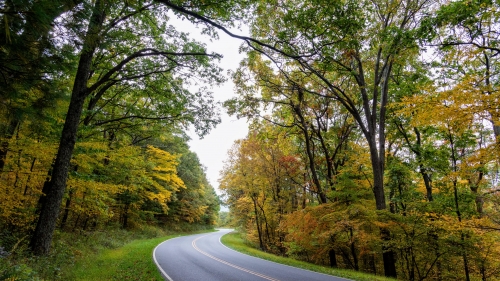 Beautiful Autumn Forest and Road