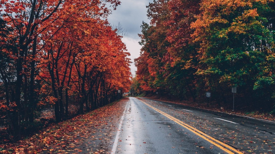 Beautiful Autumn Forest and Road