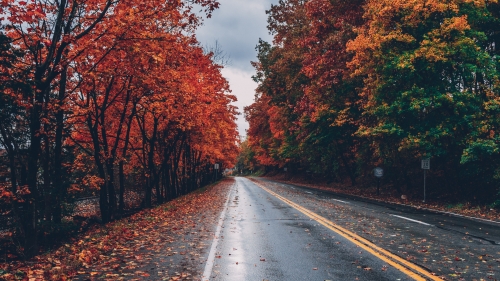 Beautiful Autumn Forest and Road