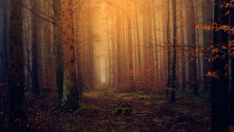 Beautiful Autumn Forest and Sunlight in Fog