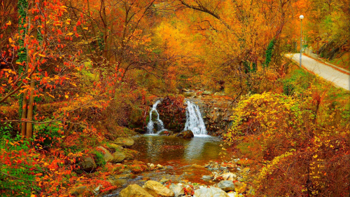 Beautiful Autumn Forest and Waterfall among The Trees