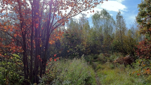 Beautiful Autumn Forest with Green and Yellow Trees