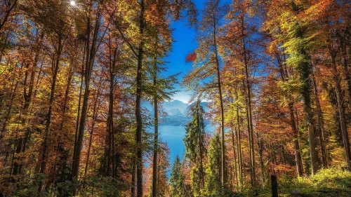 Beautiful Autumn Forest