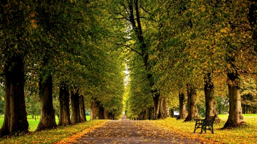 Beautiful Autumn Garden in City