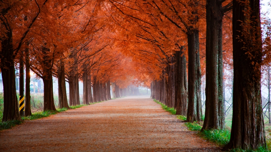 Beautiful Autumn Park and Fall Leaves