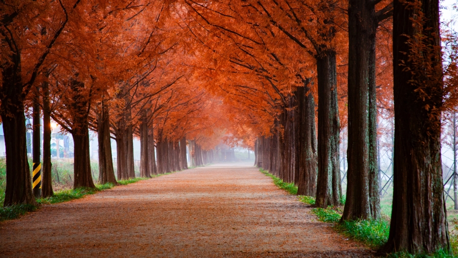 Beautiful Autumn Park and Red Leaves